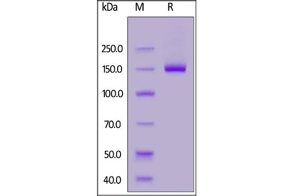 DCC Protein (AA 32-1097) (Fc Tag)