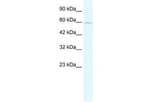 Western Blotting (WB) image for anti-Zinc Finger Protein 224 (ZNF224) antibody (ABIN2461234) (ZNF224 anticorps)