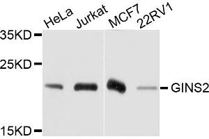 Western blot analysis of extracts of various cell lines, using GINS2 antibody. (GINS2 anticorps)