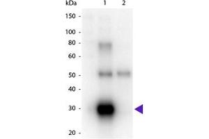 Image no. 1 for Goat anti-Human Ig (Chain lambda), (Light Chain) antibody (HRP) (ABIN300496) (Chèvre anti-Humain Ig (Chain lambda), (Light Chain) Anticorps (HRP))