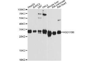 Western blot analysis of extracts of various cell lines, using HSD17B8 Antibody. (HSD17B8 anticorps  (AA 1-261))