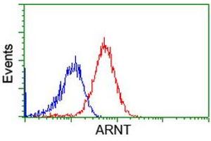 Image no. 1 for anti-Aryl Hydrocarbon Receptor Nuclear Translocator (ARNT) antibody (ABIN1496730) (ARNT anticorps)