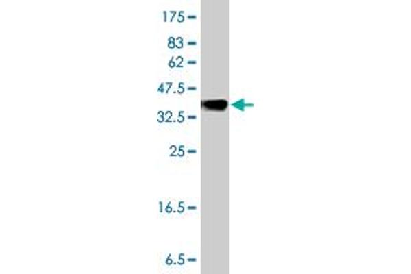 MGAT5 anticorps  (AA 642-739)