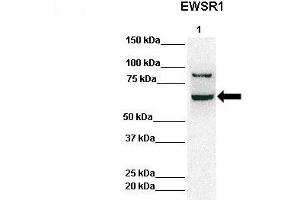 Lanes:   Lane 1: 50ug Hela Lysate  Primary Antibody Dilution:   1:1000  Secondary Antibody:   Anti-rabbit-HRP  Secondary Antibody Dilution:   1:10,000  Gene Name:   EWSR1  Submitted by:   Archa Fox, University of Western Australia  EWSR1 is strongly supported by BioGPS gene expression data to be expressed in Human HeLa cells (EWSR1 anticorps  (Middle Region))