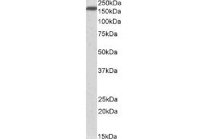 ABIN2564104 (0. (NFASC anticorps  (AA 877-890))
