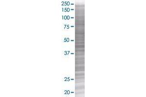 WNT4 transfected lysate. (WNT4 293T Cell Transient Overexpression Lysate(Denatured))