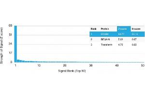 Analysis of Protein Array containing more than 19,000 full-length human proteins using HER-2 Mouse Monoclonal Antibody (ERBB2/3080). (ErbB2/Her2 anticorps  (AA 311-462))