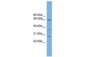 CLCC1 antibody used at 2. (CLCC1 anticorps  (N-Term))