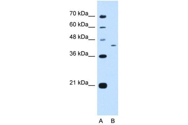 PRRC2B anticorps  (N-Term)