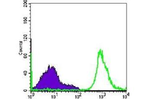 FC analysis of Raji cells using CD19 antibody (green) and negative control (purple). (CD19 anticorps)