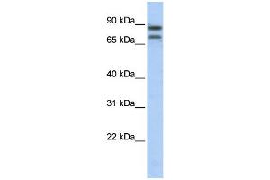 WB Suggested Anti-SP2 Antibody Titration: 0. (Sp2 anticorps  (N-Term))