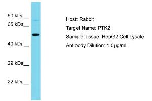 Host: Rabbit Target Name: PTK2 Sample Type: HepG2 Whole Cell lysates Antibody Dilution: 1. (FAK anticorps  (Middle Region))
