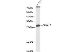 Western blot analysis of extracts of K561 cells using CD40L Polyclonal Antibody at dilution of 1:1000. (CD40 Ligand anticorps)
