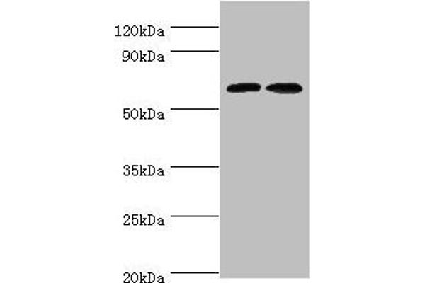 CREB3L2 anticorps  (AA 1-247)
