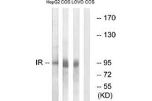 Western blot analysis of extracts from COS/HEPG2/LOVO cells, using IR (Ab-1361) Antibody. (IR (AA 1321-1370) anticorps)