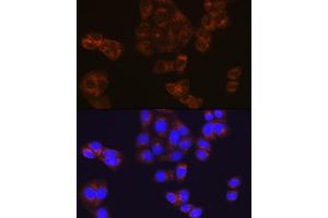 Immunofluorescence analysis of HeLa cells using BMP4 Rabbit mAb (ABIN7265898) at dilution of 1:100 (40x lens). (BMP4 anticorps)