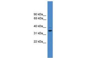 Image no. 1 for anti-Cyclin H (CCNH) (AA 50-99) antibody (ABIN6745409) (Cyclin H anticorps  (AA 50-99))