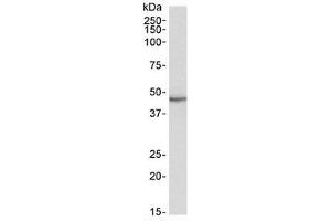 Western blot testing of human heart lysate with STAP2 antibody at 0. (STAP2 anticorps)