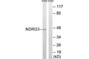Western blot analysis of extracts from K562 cells, using NDRG3 Antibody. (NDRG3 anticorps  (AA 206-255))