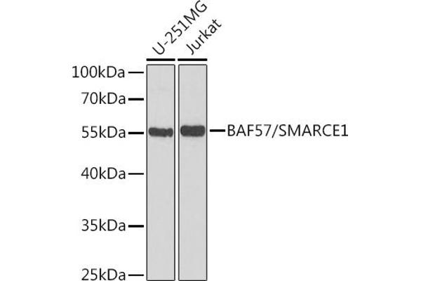 SMARCE1 anticorps  (AA 1-411)