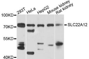 Western blot analysis of extracts of various cell lines, using SLC22A12 antibody (ABIN5972956) at 1/1000 dilution. (SLC22A12 anticorps)