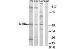 Western blot analysis of extracts from K562 cells, COS-7 cells and RAW264. (TNFRSF1A anticorps  (C-Term))