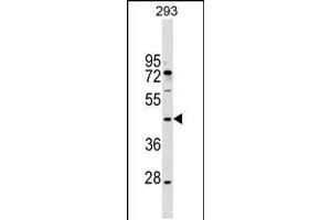Western blot analysis in 293 cell line lysates (35ug/lane). (MAEA anticorps  (N-Term))