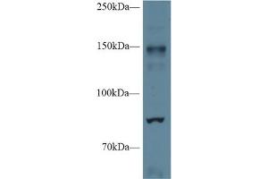 Western Blot; Sample: Mouse Cerebrum lysate; Primary Ab: 1µg/ml Rabbit Anti-Mouse NOS2 Antibody Second Ab: 0. (NOS2 anticorps  (AA 43-213))