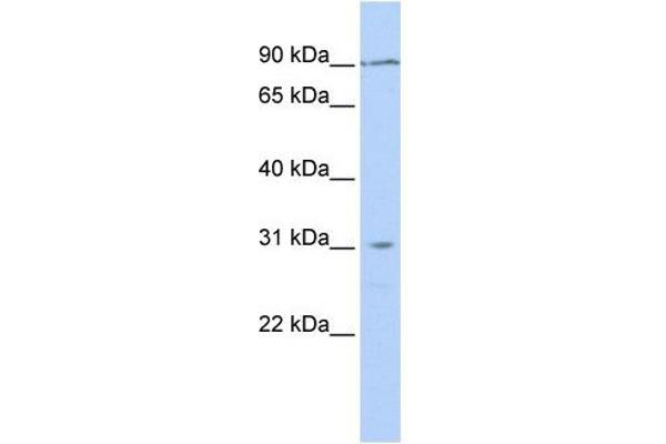 TMEM146 anticorps  (N-Term)