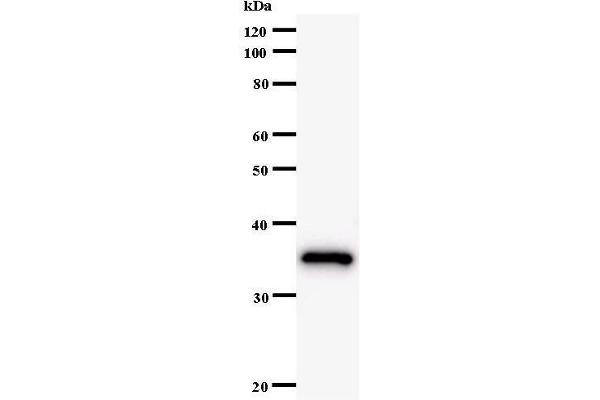 BRF1 anticorps