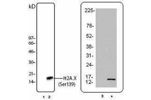 Western Blotting (WB) image for anti-H2A Histone Family, Member X (H2AFX) (pSer139) antibody (ABIN2666075) (H2AFX anticorps  (pSer139))