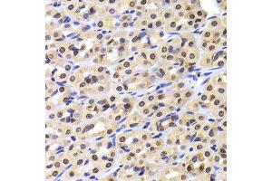 Immunohistochemistry of paraffin-embedded rat stomach using NUDC antibody. (NUDC anticorps  (AA 1-331))