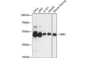 Western blot analysis of extracts of various cell lines, using KRR1 antibody  at 1:3000 dilution. (KRR1 anticorps  (AA 1-381))