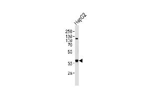 Western blot analysis of lysate from HepG2 cell line, using FGL1 Antibody (C-term) (ABIN656576 and ABIN2845837). (FGL1 anticorps  (C-Term))