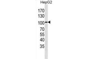 Western Blotting (WB) image for anti-Leucine-Rich Repeat Containing G Protein-Coupled Receptor 5 (LGR5) antibody (ABIN3001607) (LGR5 anticorps)