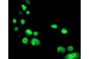 Anti-PBX1 mouse monoclonal antibody (ABIN2454604) immunofluorescent staining of COS7 cells transiently transfected by pCMV6-ENTRY PBX1 (RC210944). (PBX1 anticorps)