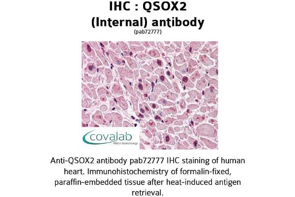 QSOX2 anticorps  (Internal Region)