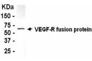 Western Blotting (WB) image for anti-VEGF-R2 (AA 51-119) antibody (ABIN2467903) (VEGF-R2 (AA 51-119) anticorps)