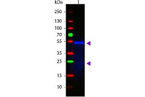 Western Blot of ATTO 488 conjugated Goat anti-Mouse IgG1 (Gamma 1 chain) Pre-adsorbed secondary antibody. (Chèvre anti-Souris IgG1 (Heavy Chain) Anticorps (Atto 488) - Preadsorbed)