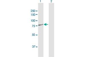 Western Blot analysis of PTCD3 expression in transfected 293T cell line by PTCD3 MaxPab polyclonal antibody. (PTCD3 anticorps  (AA 1-689))