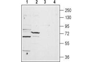 Western blot analysis of rat heart lysate (lanes 1 and 3) and liver membrane (lanes 2 and 4): - 1,2. (TPCN1 anticorps  (2nd Lumenal Region))