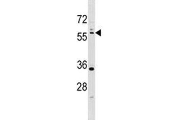 LKB1 anticorps  (AA 14-44)