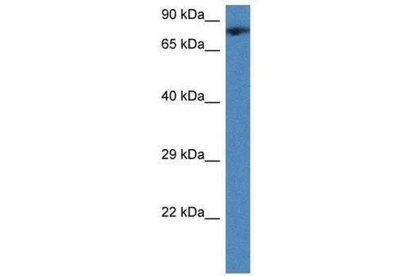 TMCO3 anticorps  (Middle Region)