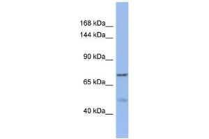 Western Blotting (WB) image for anti-KAT8 Regulatory NSL Complex Subunit 1-Like (KANSL1L) (C-Term) antibody (ABIN2490488) (KANSL1L anticorps  (C-Term))