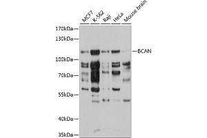 Western blot analysis of extracts of various cell lines, using BCAN antibody  at 1:3000 dilution. (BCAN anticorps  (AA 762-911))