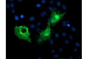 Anti-PFKP mouse monoclonal antibody (ABIN2455338) immunofluorescent staining of COS7 cells transiently transfected by pCMV6-ENTRY PFKP (RC200673). (PFKP anticorps)