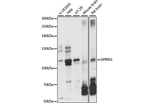 GPRIN1 anticorps  (AA 1-300)