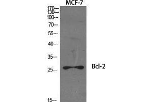 Western Blot (WB) analysis of specific cells using Bcl-2 Polyclonal Antibody. (Bcl-2 anticorps  (Ser168, Ser170))