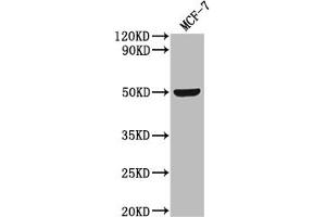 Western Blot Positive WB detected in: MCF-7 whole cell lysate All lanes: SLC52A3 antibody at 1:2000 Secondary Goat polyclonal to rabbit IgG at 1/50000 dilution Predicted band size: 51, 46 kDa Observed band size: 51 kDa (Solute Carrier Family 52 (Riboflavin Transporter), Member 3 (SLC52A3) (AA 159-220) anticorps)