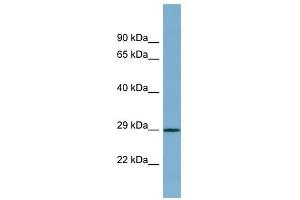 PRR16 antibody used at 1 ug/ml to detect target protein. (PRR16 anticorps  (Middle Region))